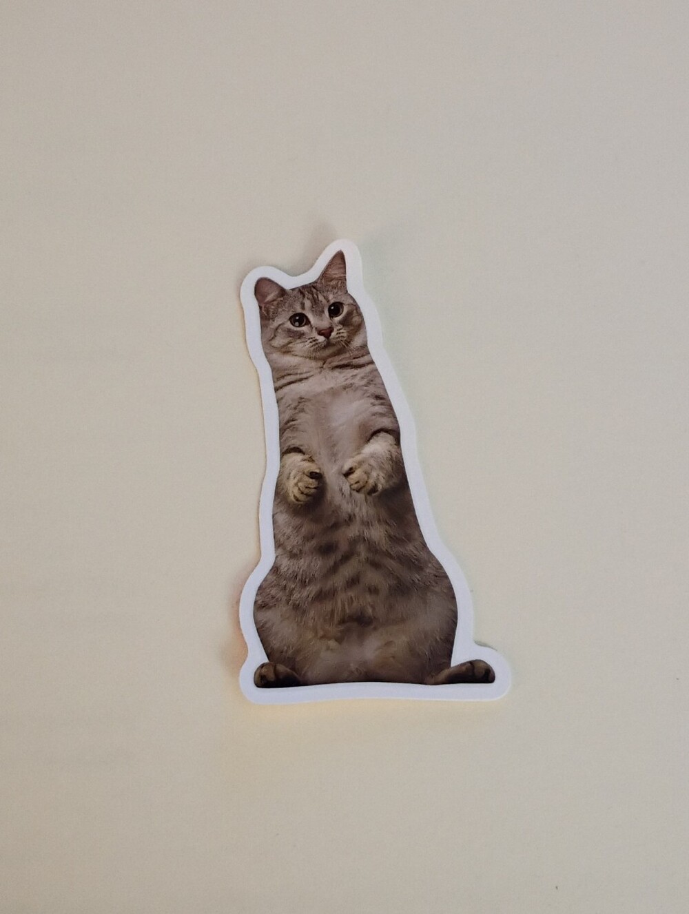 10/$10 Stickers Decal - Light Cat Dark Eyes, Standing On Back Feet - Brand New